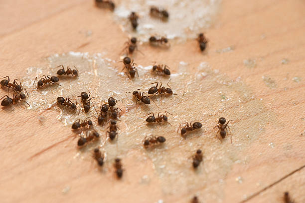 Best Pest Control Near Me  in Worthington Hills, KY